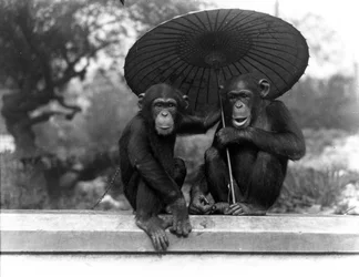 A pair of Chimpanzees at ZSL London Zoo, 1931